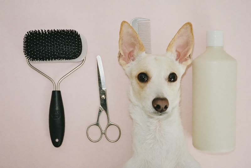 Grooming brushes, combs and scissors laid out on a pastel surface