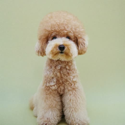 A freshly groomed cockapoo with a neat scissored coat