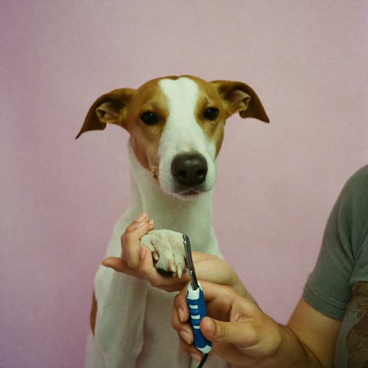 A dog's paw being held for a nail trim